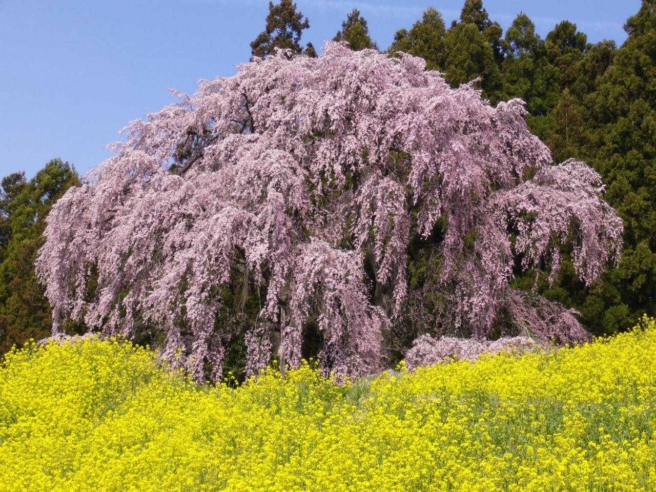 فندق أزوماكان Nihonmatsu المظهر الخارجي الصورة